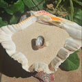 The Isthmus, Mini Abalone - Size 8