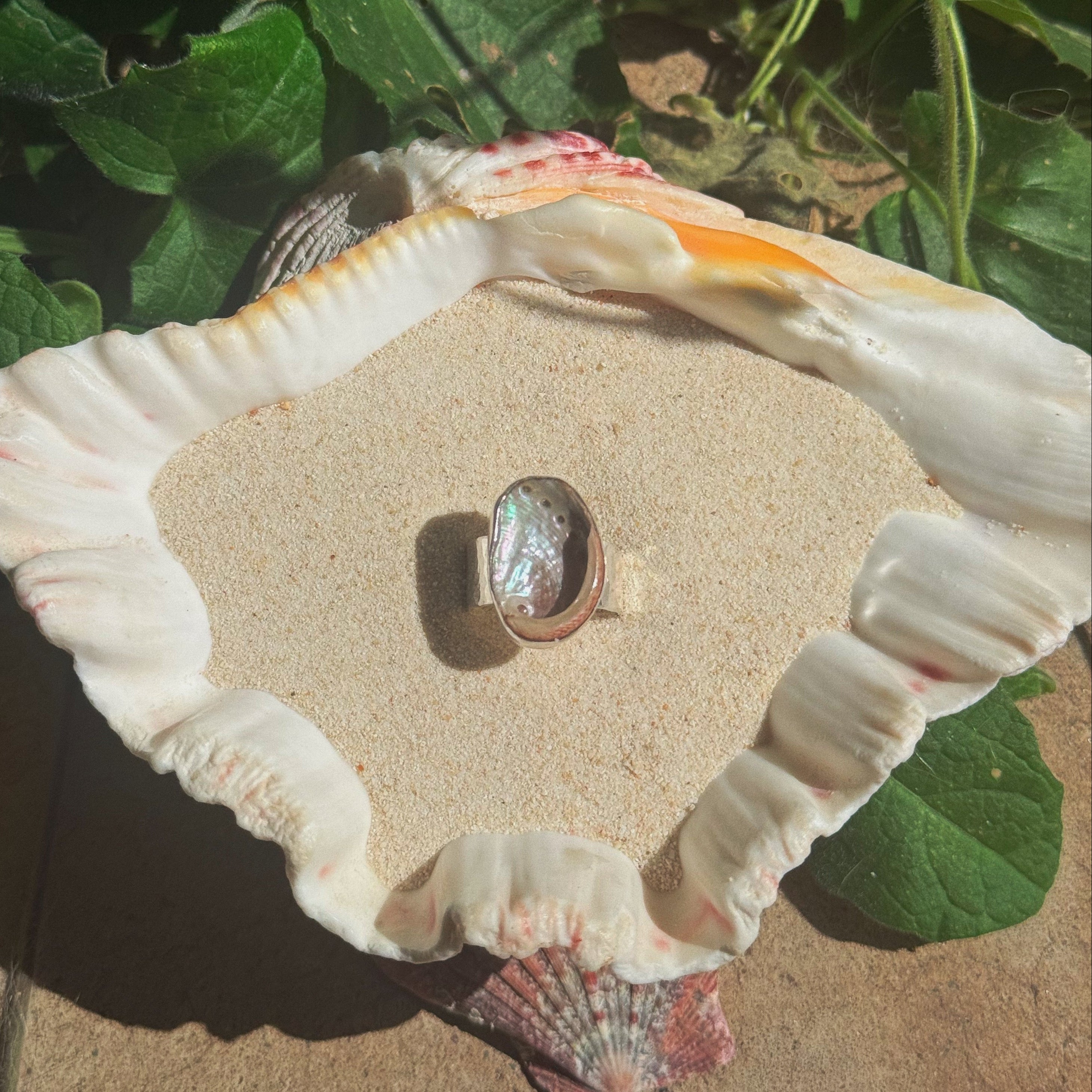 The Isthmus, Mini Abalone - Size 8