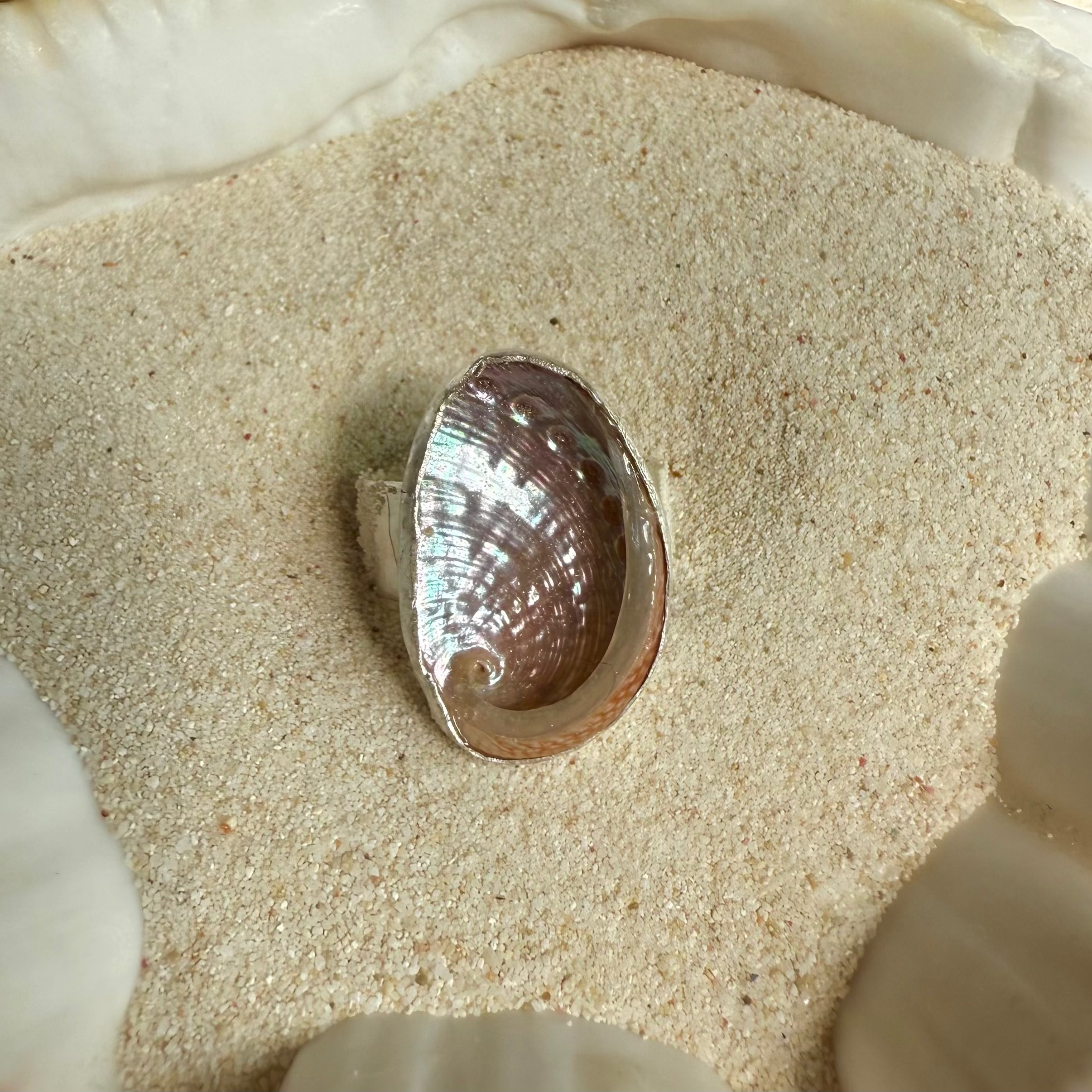 The Isthmus, Mini Abalone - Size 9