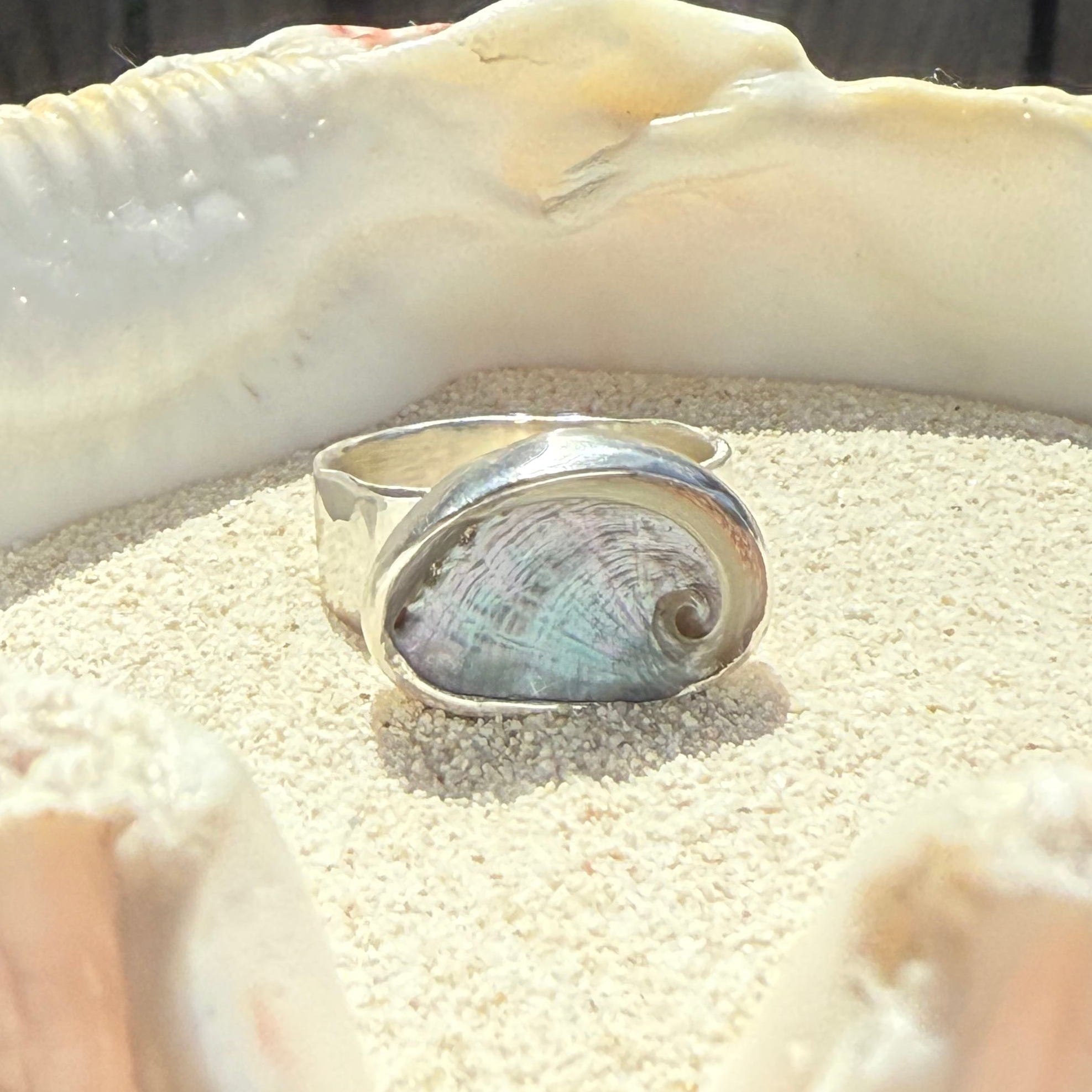 The Isthmus Mini Abalone, Size 8