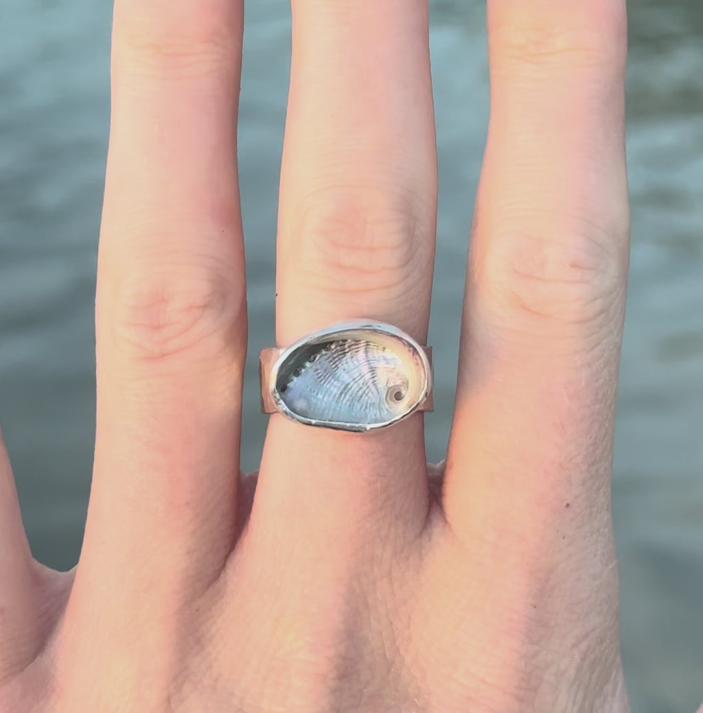 The Isthmus Mini Abalone, Size 8